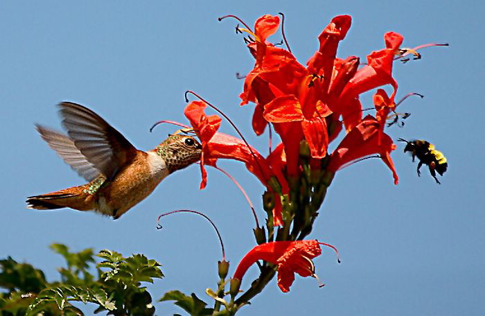 hummingbird (20).jpg