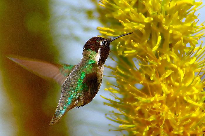 hummingbird (22).jpg