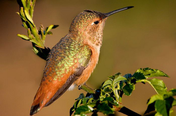 hummingbird (23).jpg