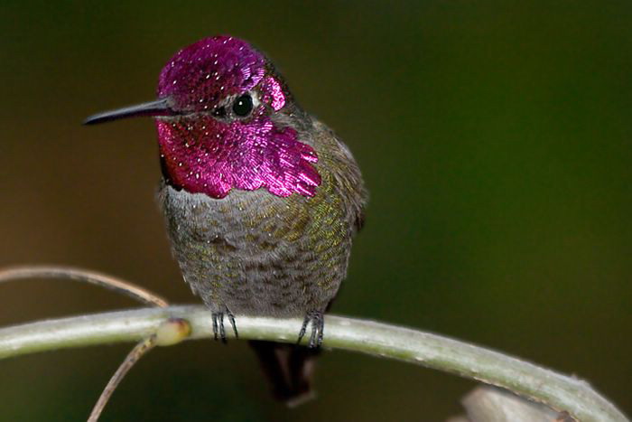 hummingbird (25).jpg
