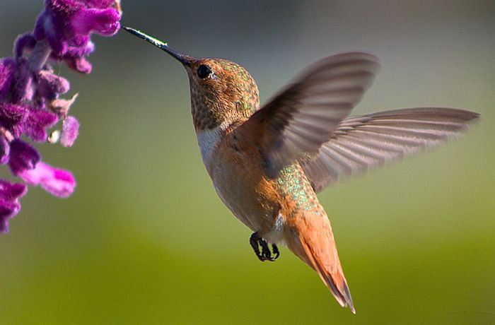 hummingbird (26).jpg