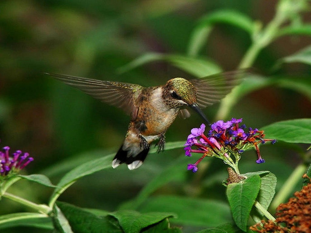 hummingbird (27).jpg