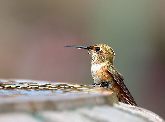 hummingbird (28).jpg