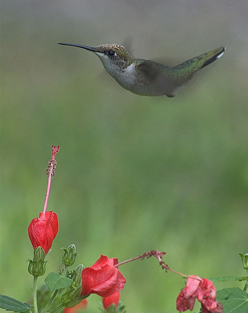 hummingbird (29).jpg
