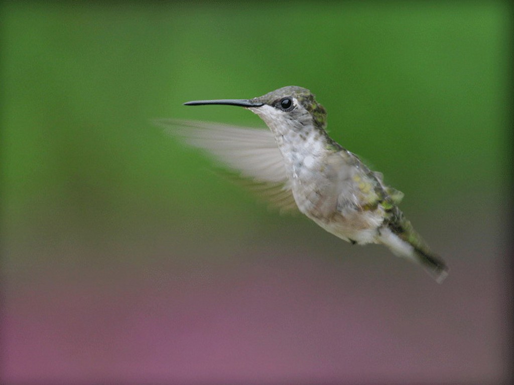 hummingbird (30).jpg