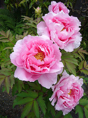 300px-Paeonia_suffruticosa01_2048.jpg