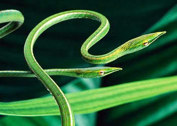 北美洲的葡萄樹蛇