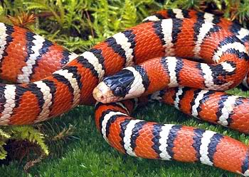 美國亞利桑納的山王蛇