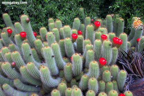 CACTI_07.jpg