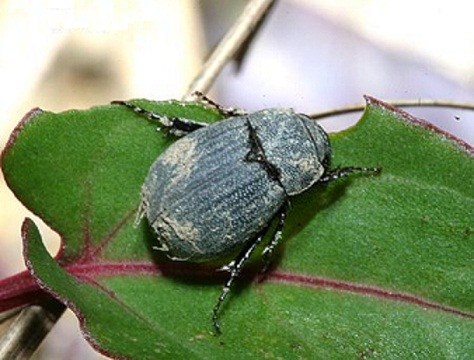 柴田黑金龜  Holotrichia shibatai.jpg