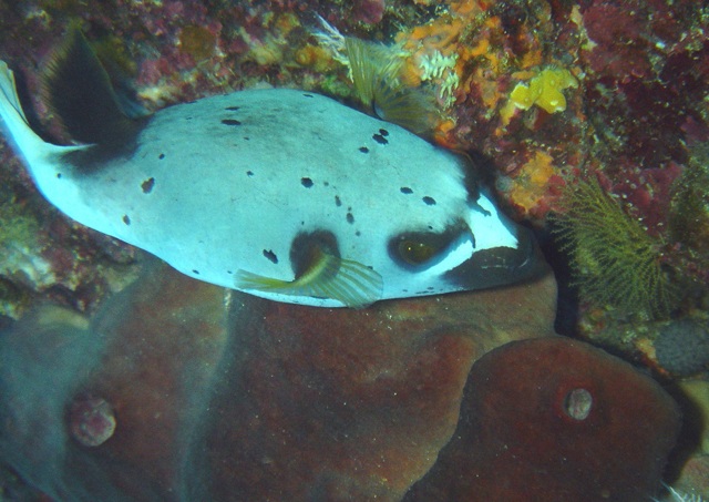 Arothron nigropunctatus  黑斑叉鼻魨.jpg