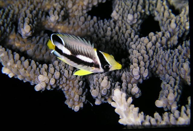 Chaetodon trifascialis  川紋蝴蝶魚.jpg