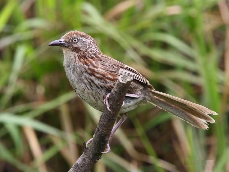 Chinese Babax 矛紋草鶥.jpg