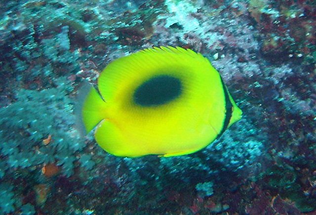 Chaetodon speculum  鏡斑蝴蝶魚.jpg