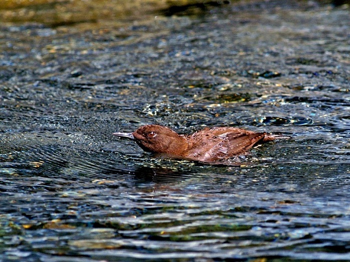 Cinclus pallasii  河烏.jpg