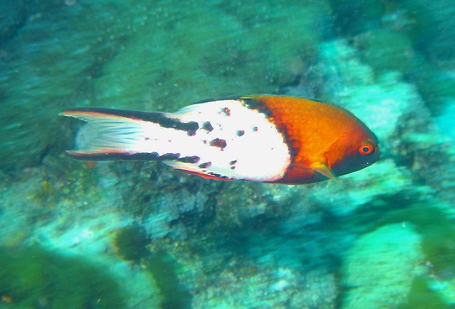 Bodianus anthioides  燕尾狐鯛.jpg