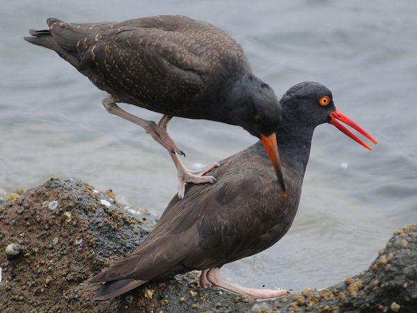 black-oystercatchers_12931_600x450.jpg