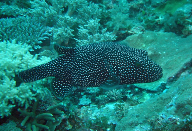Arothron meleagris  白點叉鼻魨.jpg