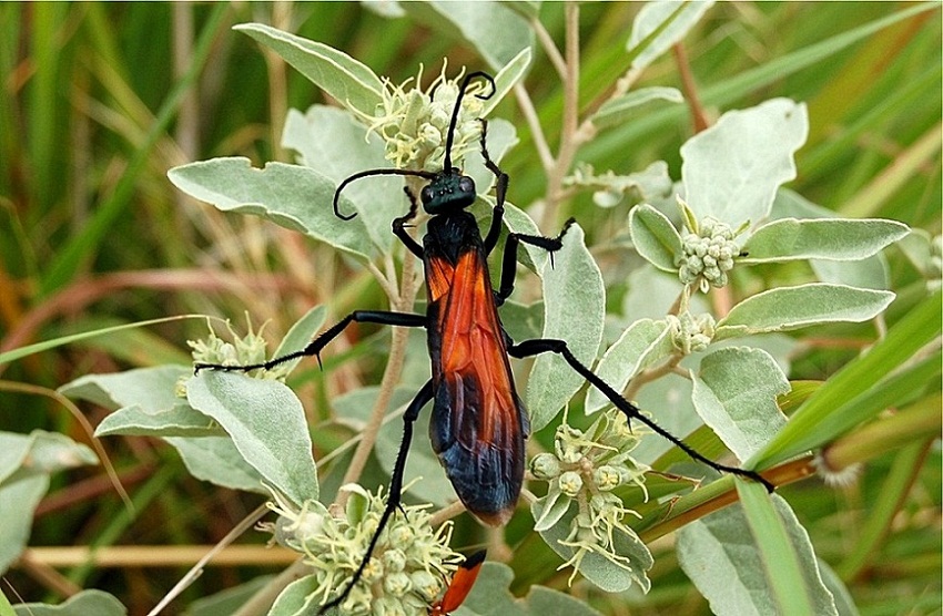 食蛛鷹蜂（tarantula hawk）03.JPG