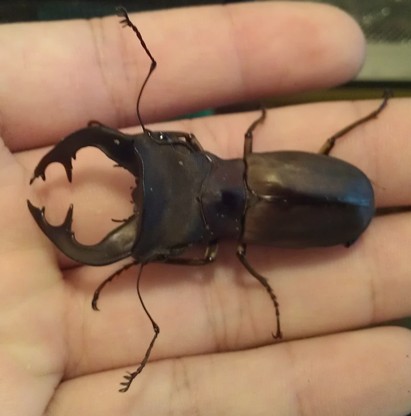 威瑞契細身赤鍬形蟲Cyclommatus weinreichi.jpg