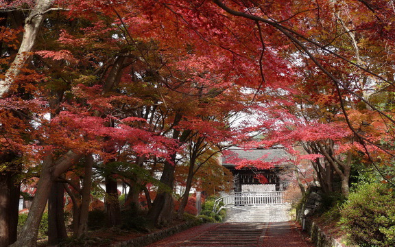 maple leaves (1).jpg