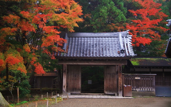 maple leaves (2).jpg