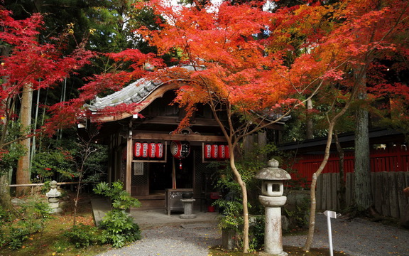 maple leaves (3).jpg