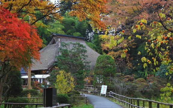 maple leaves (4).jpg