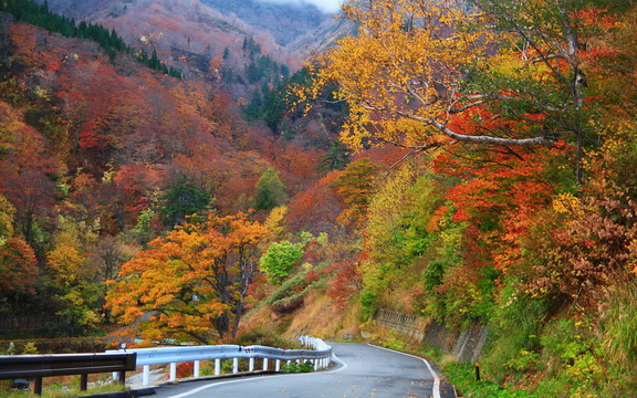 maple leaves (5).jpg