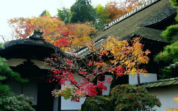 maple leaves (6).jpg