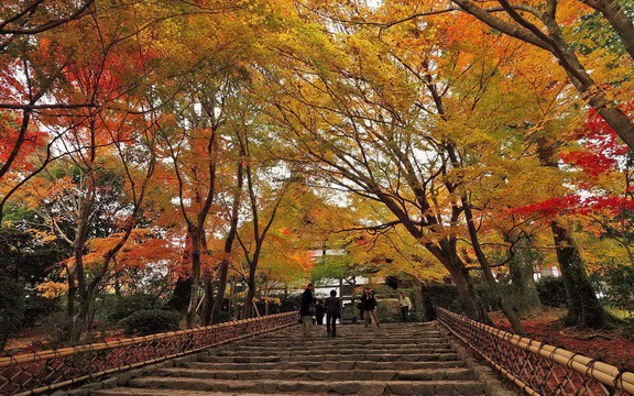 maple leaves (7).jpg