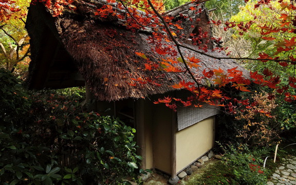 maple leaves (12).jpg