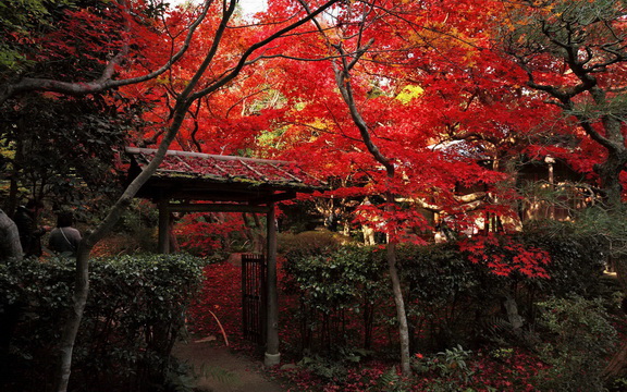 maple leaves (16).jpg