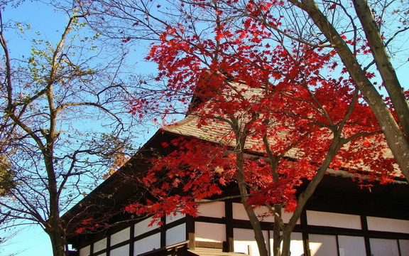 maple leaves (18).jpg