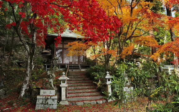 maple leaves (19).jpg