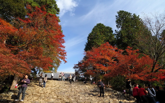 maple leaves (21).jpg