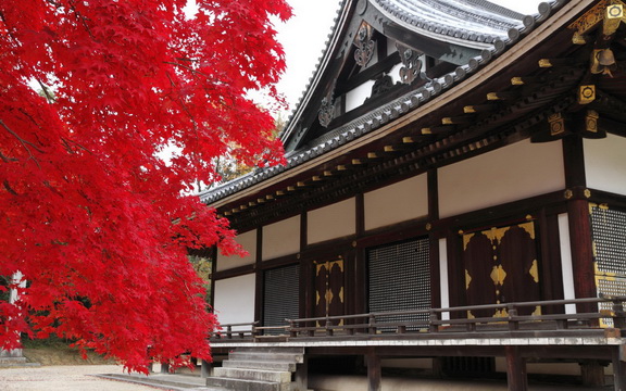 maple leaves (22).jpg