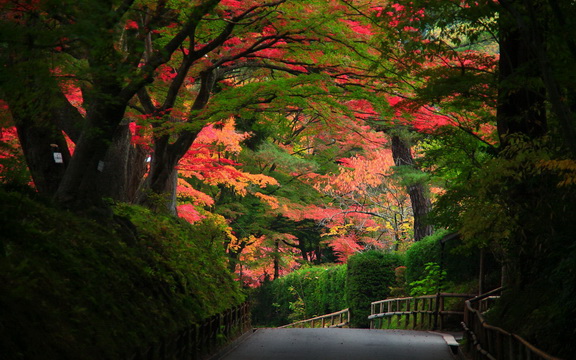 maple leaves (23).jpg