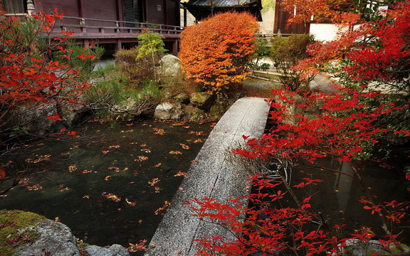 maple leaves (25).jpg