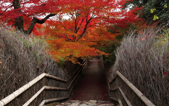 maple leaves (27).jpg