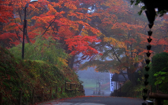 maple leaves (29).jpg