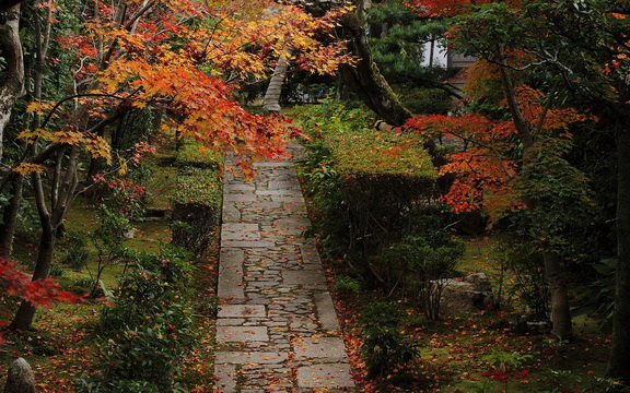 maple leaves (33).jpg