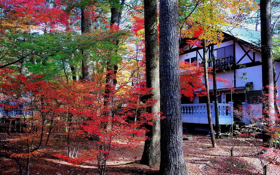 maple leaves (36).jpg