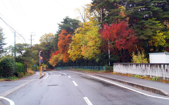 maple leaves (37).jpg