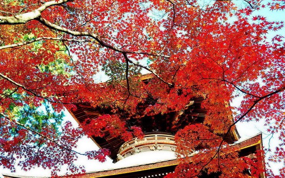 maple leaves (38).jpg