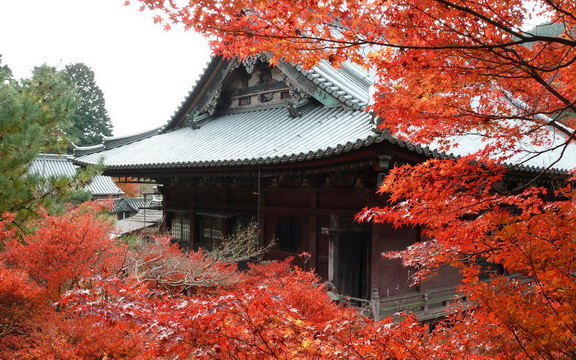 maple leaves (39).jpg