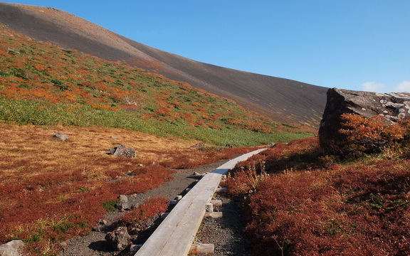 maple leaves (40).jpg