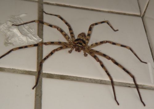 白額高腳蛛.jpg
