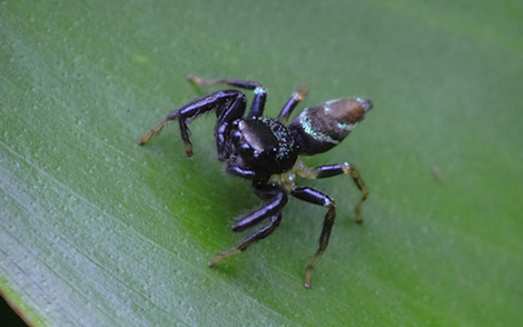 Jumping Spider 003.jpg
