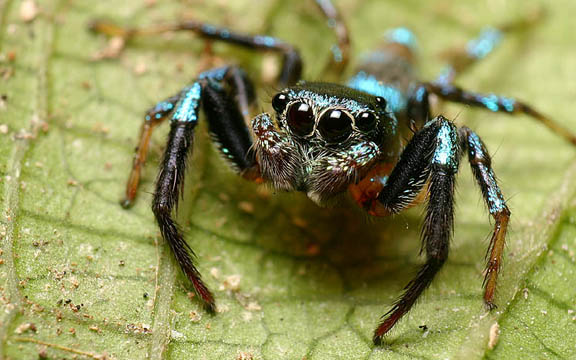 Jumping Spider 002.jpg